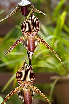 Rothschild's slipper orchid (Paphiopedilum rothschildianum). Kinabalu Park, Sabah, Borneo, Malaysia