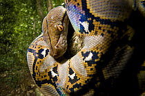 Close up of juvenile Reticulated python (Python reticulatus) looking down from tree, Danum Valley, Sabah, Borneo, Malaysia