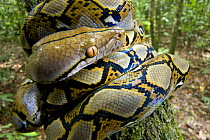 Close up of juvenile Reticulated python (Python reticulatus) resting coiled round sapling. Danum Valley, Sabah, Borneo, Malaysia
