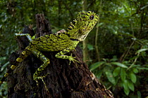 Bornean angle-headed lizard (Gonocephalus bornensis) in rainforest habitat, Danum Valley, Sabah, Borneo, Malaysia