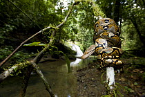 Juvenile Reticulated python (Python reticulatus) resting coiled round sapling by a stream. Danum Valley, Sabah, Borneo, Malaysia