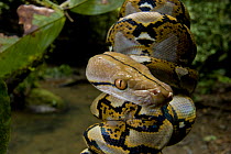 Juvenile Reticulated python (Python reticulatus) resting coiled round sapling by a stream. Danum Valley, Sabah, Borneo, Malaysia