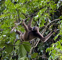 Male Bornean / Grey gibbon (Hylobates muelleri) in rainforest canopy. Danum Valley, Sabah, Borneo, Malaysia