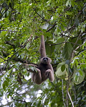Male Bornean / Grey gibbon (Hylobates muelleri) hanging in rainforest canopy. Danum Valley, Sabah, Borneo, Malaysia