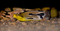 Adult Dog-toothed cat snake (Boiga cynodon) crossing road at night. Danum Valley, Sabah, Borneo, Malaysia