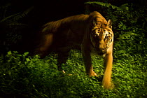 Malay / Indo-Chinese tiger (Panthera tigris corbetti) in rainforest habitat. Captive, Singapore Zoo. (Digitally Modified).