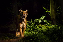 Malay / Indo-Chinese tiger (Panthera tigris corbetti) in rainforest habitat. Captive, Singapore Zoo. (Digitally Modified).