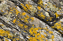 Shore lichen on rocks, Isle of Iona, Inner Hebrides, Scotland, UK