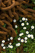 Common daisies (Belis perennis) growing amidst discarded rusty chain. Isle of Iona, Inner Hebrides, Scotland, UK
