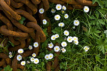 Common daisies (Belis perennis) growing amidst discarded rusty chain. Isle of Iona, Inner Hebrides, Scotland, UK