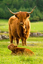 RF- Highland Cow with a young calf on the Glengorm Eastate. Isle of Mull, Scotland, UK. (This image may be licensed either as rights managed or royalty free.)