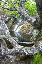 Ancient Oak (Quercus sp) woodland growing by waterfall and pool near Scarsdale Wood, coast of Isle of Mull, Scotland, UK.