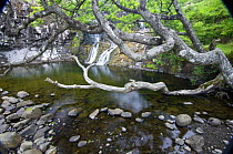 Ancient Oak (Quercus sp) woodland growing by waterfall and pool near Scarsdale Wood, coast of Isle of Mull, Scotland, UK.
