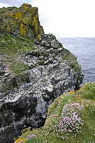 Stack and seabird colony (Atlantic Puffins, Common Guillemots and Razorbills). Isle of Lunga, Treshnish Isles, Isle of Mull, Scotland, UK.