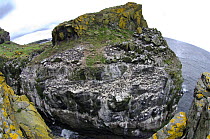 Stack and seabird colony (Atlantic Puffins, Common Guillemots and Razorbills). Isle of Lunga, Treshnish Isles, Isle of Mull, Scotland, UK.