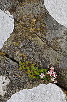 English Stonecrop (Sedum anglicum) growing in rock crevices on the shoreline. Coast of Isle of Mull, Scotland, UK.