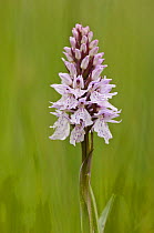 Heath spotted orchid (Dactylorhiza maculata) Isle of Mull, Scotland, UK.