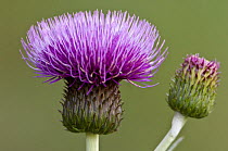 Melancholy thistle (Cirsium heterophyllum) Isle of Mull, Scotland, UK.