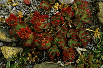 Rose sedum / roseroot (Sedum rosea) in the Dana Plateau, Sierra Nevada, California.