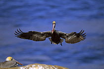Brown pelican (Pelecnus occidentalis) coming in to land. La Jolla, California.