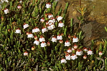 White moss heather / western moss heather / white mountain heather (Cassiope mertensiana) in Toulumne Meadows, Yosemite National Park, California.