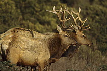 Tule elk (Cervus elaphus nannodes) stags, an endemic subspecies found only in California. Point Reyes National Seashore, California.