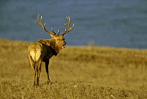 Tule elk (Cervus elaphus nannodes) stag roaring / rutting, an endemic subspecies to California. Point Reyes National Seashore, California.