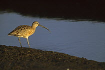Long-billed curlew (Numenius americanus) standing by the water's edge. Corte Madera Ecological Preserve, California.