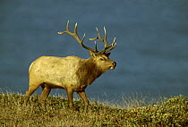 Tule elk (Cervus elaphus nannodes) stag walking, an endemic subspecies found only in California. Point Reyes National Seashore, California.