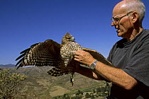 Buzz Hall with a Red-shouldered hawk (Buteo lineatus) Marin Headlands, California. Oct 2002.
