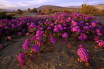 Desert sand verbena (Abronia villosa) in bloom in Anza-Borrego Desert State Park. California. Dec 2000.