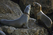 Californian sealions (Zalophus californianus), one with fishing wire caught round its neck. Monterey Bay, California.