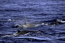 Baird's beaked whales (Berardius bairdii). Monterey Bay, California.