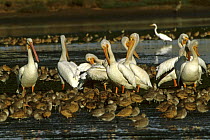 American white pelicans (Pelecanus erythrorhynchos), Marbled godwits (Limosa fedoa), and Willets (Catoptrophorus semipalmatus). Moss Landing, California.