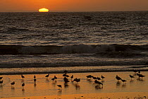 Marbled godwits (Limosa fedoa) and Willets (Catoptrophorus semipalmatus) feeding on the beach at Moss Landing at sunset, California.
