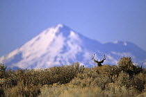 Mt. Shasta and Mule deer (Odocoileus hemionus). Tule Lake National Wildlife Refuge, California. Oct 2002.