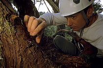 Researcher Jim Spickler with a Wandering salamander (Aneides vagrans) in a Giant coast redwood tree (Sequoia sempervirens). Prarie Creek Redwood State Park, California. Nov 2002.