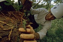 Researcher, Jim Spickler, with a Wandering salamander (Aneides vagrans) in a Giant coast redwood tree (Sequoia sempervirens). Prarie Creek Redwood State Park, California. Nov 2002.