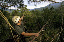 Researcher, Steve Sillett, up at 340 feet in the canopy of Giant Coast Redwood tree (Sequoia sempervirens) forest at Bull Creek Flats. Humboldt Redwoods State Park, California. Nov 2002.