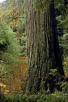 'Del Norte Giant', the largest (by mass) Giant Coast Redwood tree (Sequoia sempervirens) in the world. Jedediah Smith Redwoods State Park, California. Nov 2002.