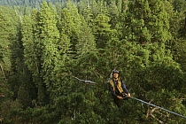 A researcher exploring the canopy of the Giant Coast Redwood tree (Sequoia sempervirens) forest. The tree has been named 'Sacajawea'. Jedediah Smith Redwoods State Park, California. Nov 2008.