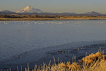 Ross's geese (Chen rossii) and Snow geese (Chen caerulescens) with Mt. Shasta in the background. Tule Lake National Wildlife Refuge, California. Nov 2002.