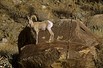 Desert bighorn sheep (Ovis canadensis nelsoni) male standing on a rock in Henderson Canyon. Anza-Borrego Desert State Park, California.