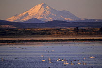 Tundra swans / Whistling swans (Cygnus columbianus), ducks and Coots (Fulica atra) with Mt. Shasta at sunrise. Tule Lake National Wildlife Refuge, California. Nov 2002.