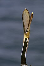Brown pelican (Pelecanus occidentalis) with head stretched up and beak open, La Jolla, California.