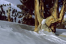 Great Basin bristlecone pine trees (Pinus longaeva) in the Patriarch Grove area of the White Mountains, California. Mar 2004.
