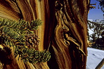Great Basin bristlecone pine tree (Pinus longaeva) in the Patriarch Grove area of the White Mountains, California. Mar 2004.