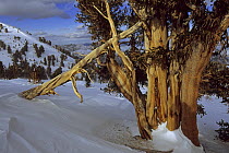 Great Basin bristlecone pine trees (Pinus longaeva) in the Patriarch Grove area of the White Mountains, California. Mar 2004.
