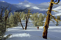 Man walking between Great Basin bristlecone pine trees (Pinus longaeva) in the Patriarch Grove area of the White Mountains, California. Mar 2004.
