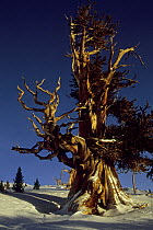 Sunlight on Great Basin bristlecone pine trees (Pinus longaeva) Patriarch Grove, White Mountains, California. Mar 2004.